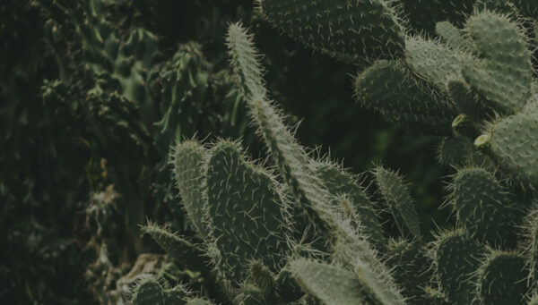 Angels Touch (Demo) - Image 4